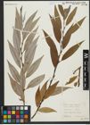Foto von Salix alba L. x Salix fragilis L.